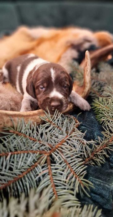 Wyżeł niemiecki szorstkowłosy „Canis Spes” FCI