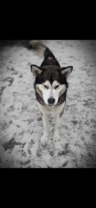 Husky szuka domu