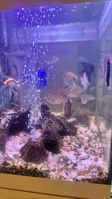 Aquario COMPLETO lindo com 10 Peixes, bombas, Filtros, decoração,