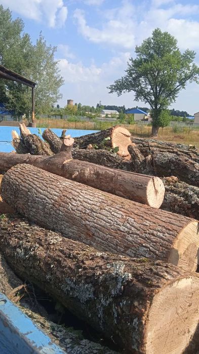 Дрова твердих порід граб та дуб