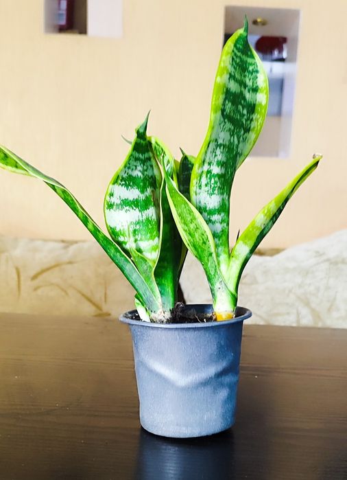 Сансевиерия продам