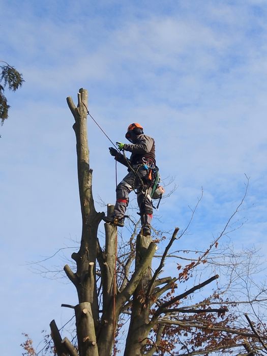 Wycinka drzew, metodą alpinistyczną lub tradycyjną.