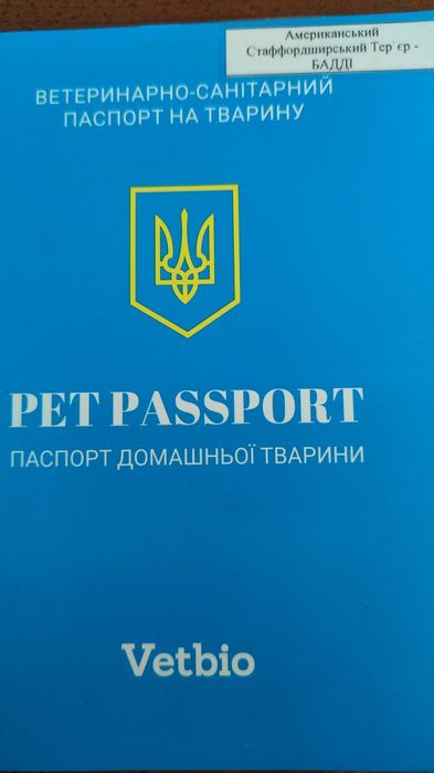 Віддам в добрі руки, стафорда