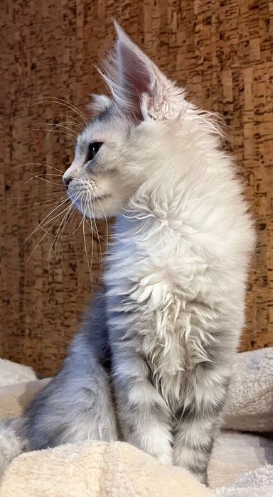 Magiczna koteczka Maine Coon SREBRZYSTA SZYLKRETKA