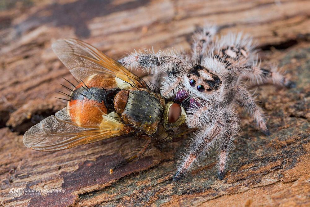 Skakun Phidippus regius Everglades L2/3
