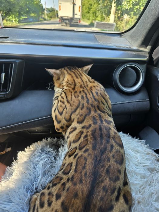 бенгальські кошенята резерв