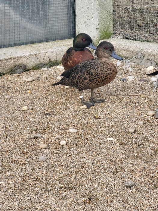 Casal de anas castanea