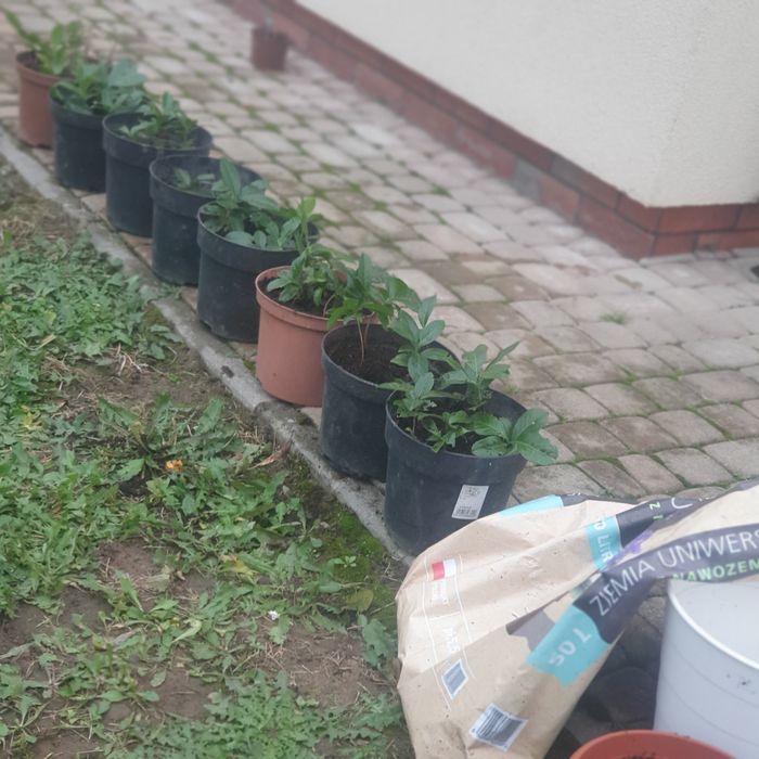 LAUROWIŚNIE  sadzonki .