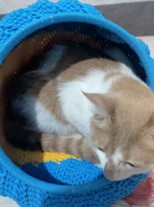 Вязаний домик -лежанка для кота или собачки