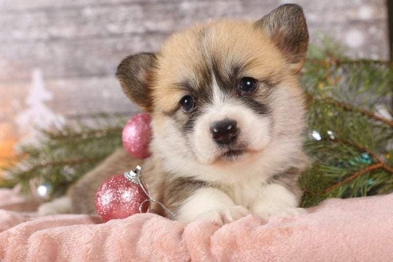 Шикарная девочка корги_Fifi