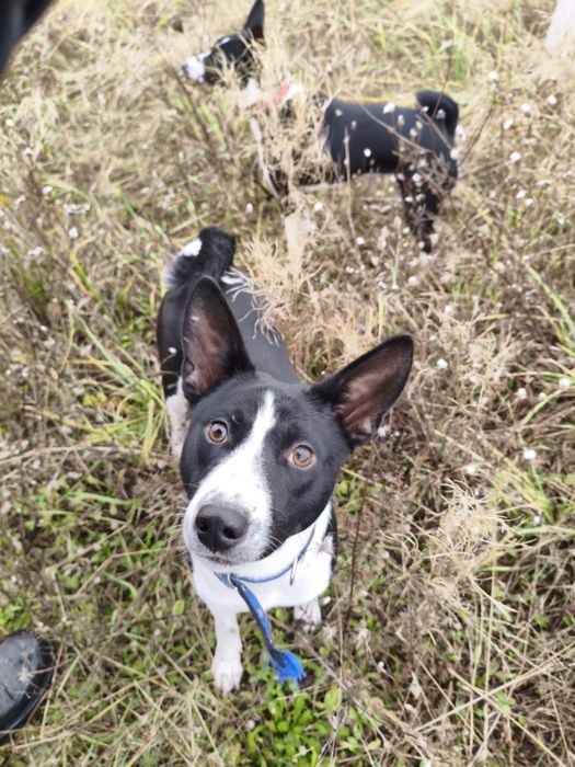 Хлопчик басенджі для найкращих.