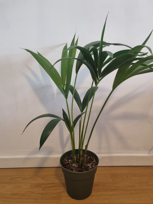 Palmeira Kentia em vaso