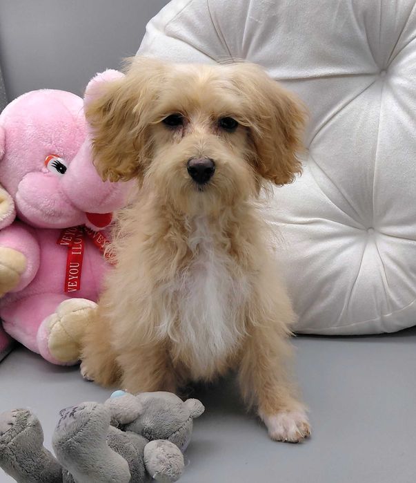 Продаються ніжні мальтіпу F1 у теплій карамельній палітрі 4міс Київ