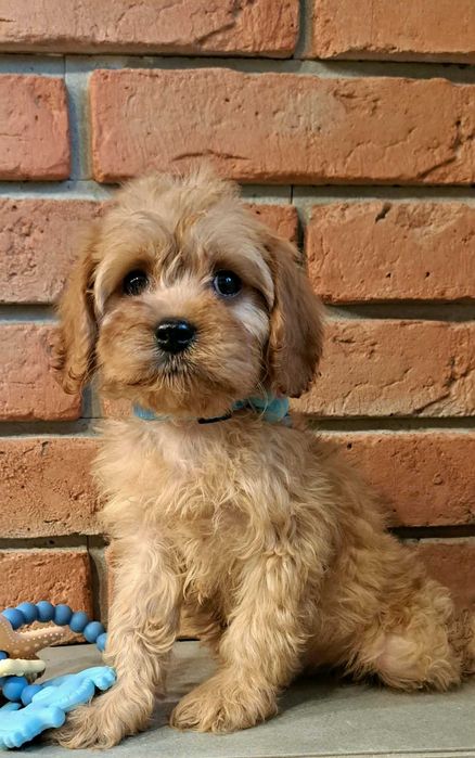 Cavapoo piękności do odbioru