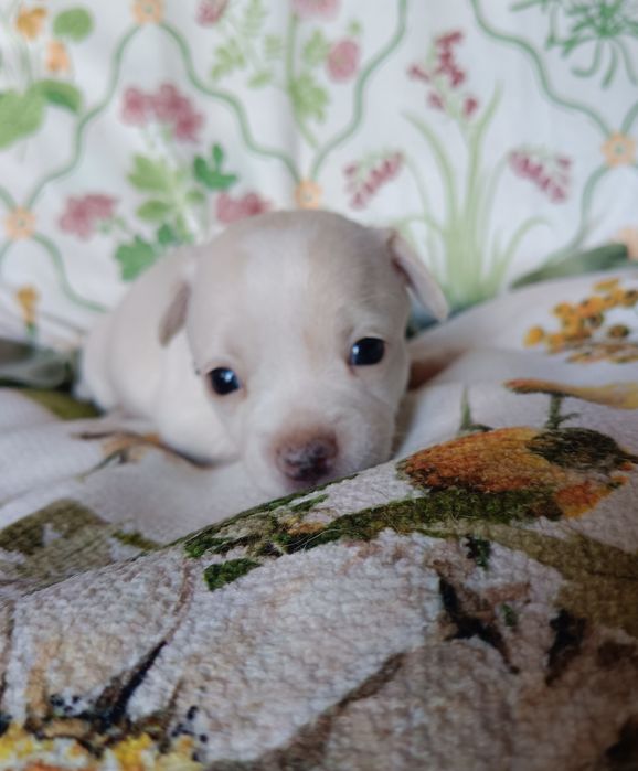 Chihuahua piesek