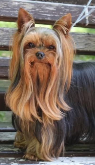 Предлагается к вязке молодой очень красивый и яркий йоркширский терьер