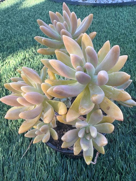 Suculentas Sedum Pachyphyllum Jelly Beans e Graptosedum Francesco Baldi preço 1€
