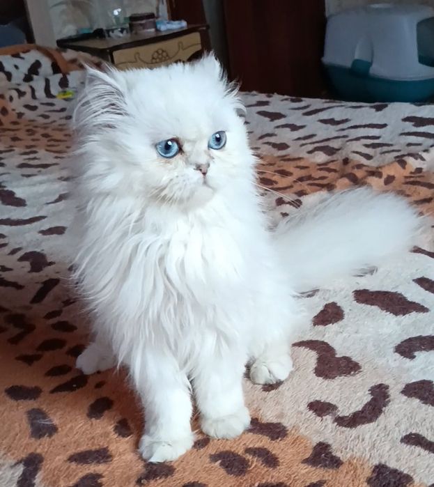 Мальчик шиншилла поинт хайленд