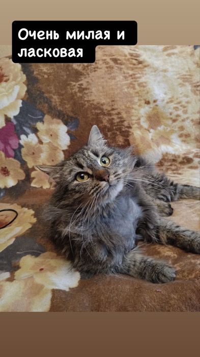 Мини версия мейнкуна )