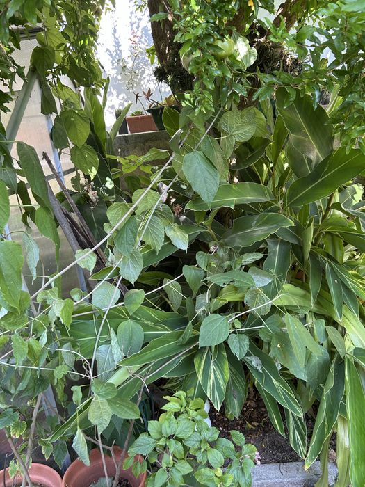Clerodendrum trichotomum – Clerodendro-do-Japão – 1,60 m – exemplar adulto em vaso, 2 troncos, com floração/frutificação.