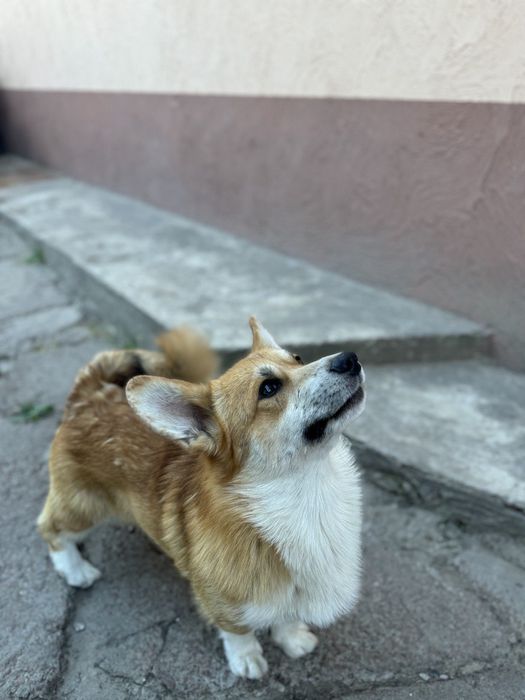 Вельш коргі пемброк