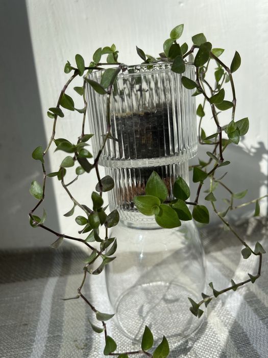 Каллізія повзуча