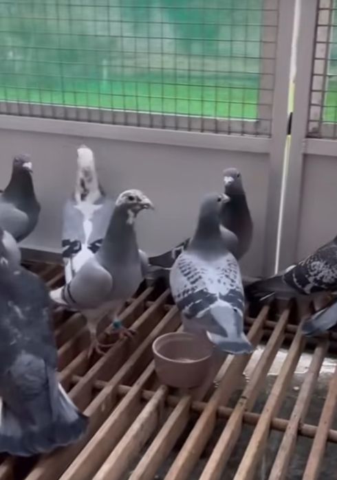 Pocztowe adeno chudnięcie kręciek adeno