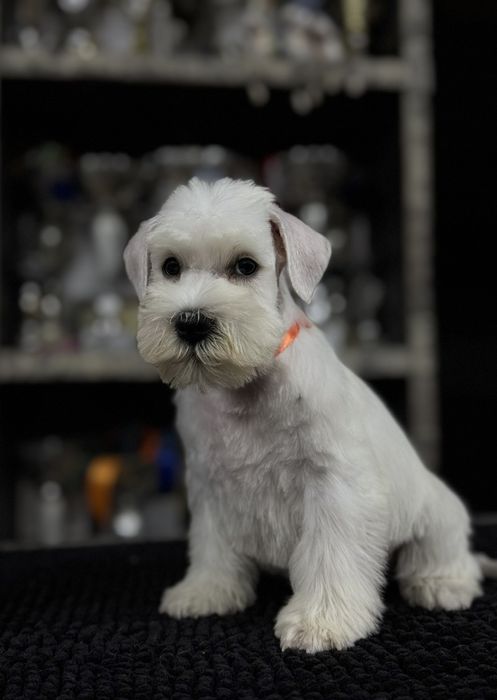 Щенок белого цвергшнауцера