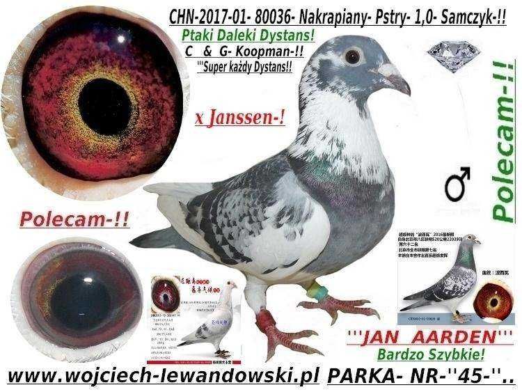 Gołębie pocztowe dokumenty zagraniczne