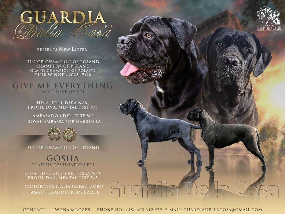Szczeniaki Cane Corso Italiano