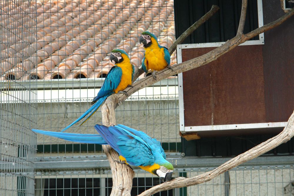 Ara Ararauna  azul e amarela