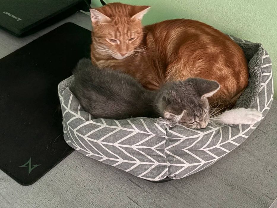 Рижий Котик шукає дім