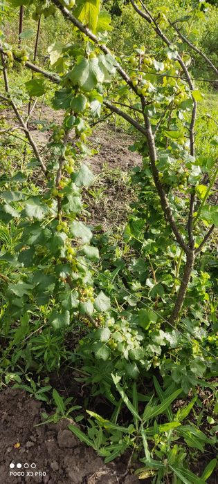 Продам участок 10 сотк "Соловьиная роща"