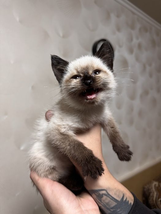 Маленька красуня