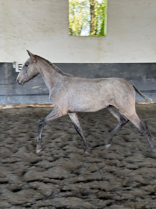 Poldro ruço lusitano