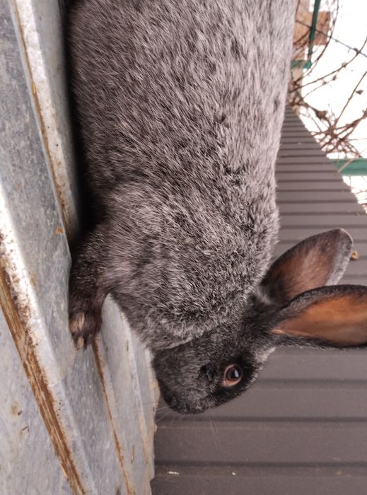 Продам кролі ПСрібло