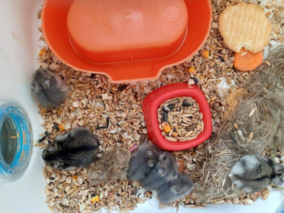 Хомячки Кременчуг