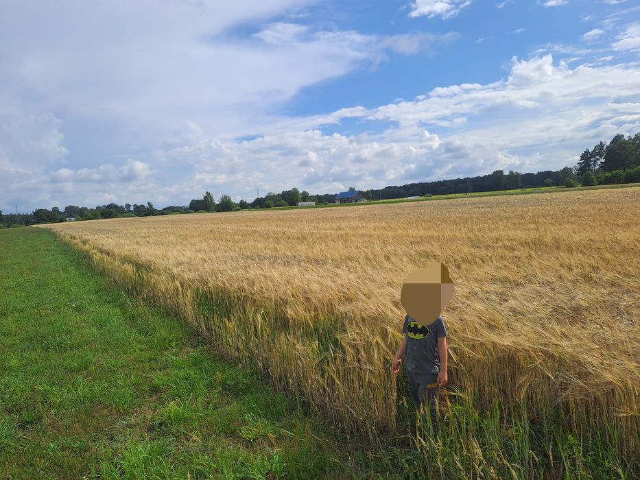 Jęczmień jary Brigitta