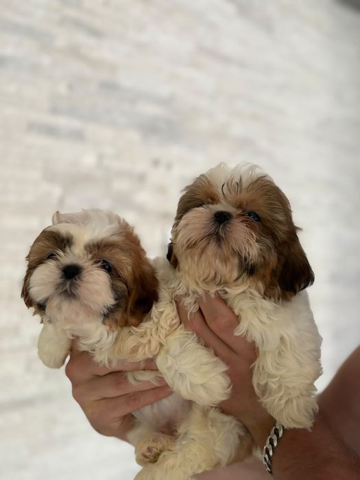 Shih tzu miniaturowy piekny piesek