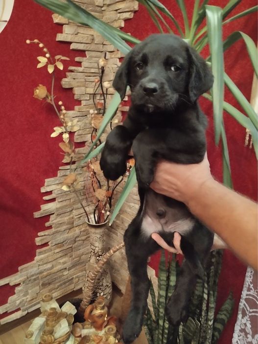Продам цуценят Чорного Лабрадора