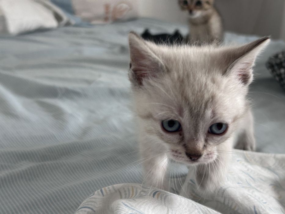 Tenho gatos para adotar