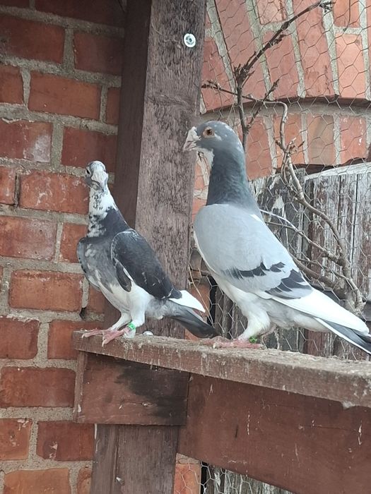 Gołębie staropolskie