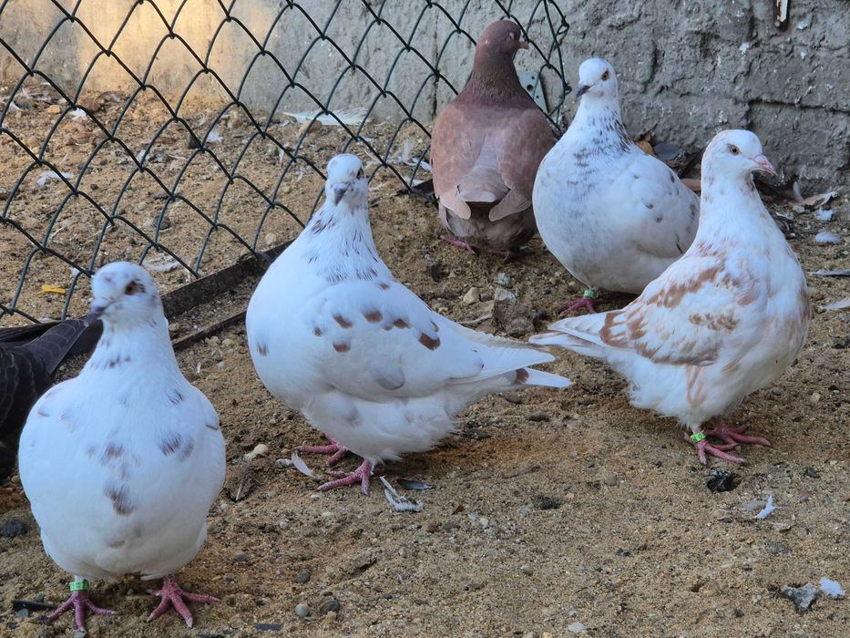 Gołębie texsanery,mondainy z 2025 roku