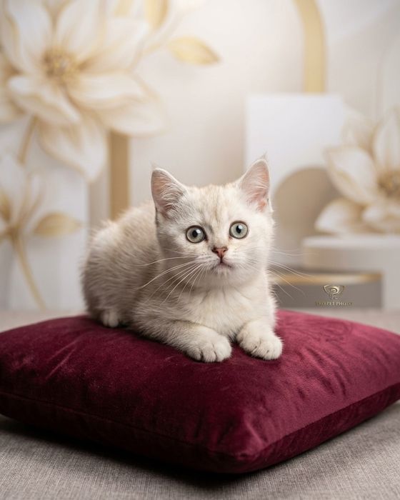 Мальчик шиншилла