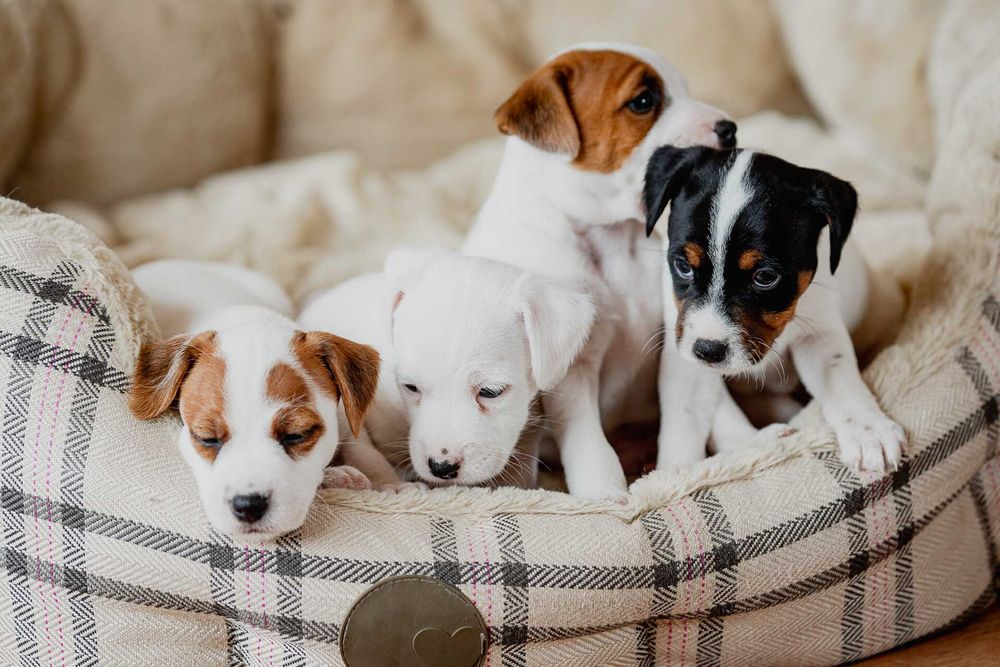Parson Russell Terrier ZKwP