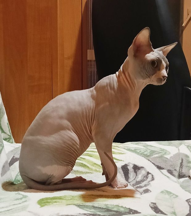 Sfinks Kanadyjski,kocur hodowlany-Rezereacja