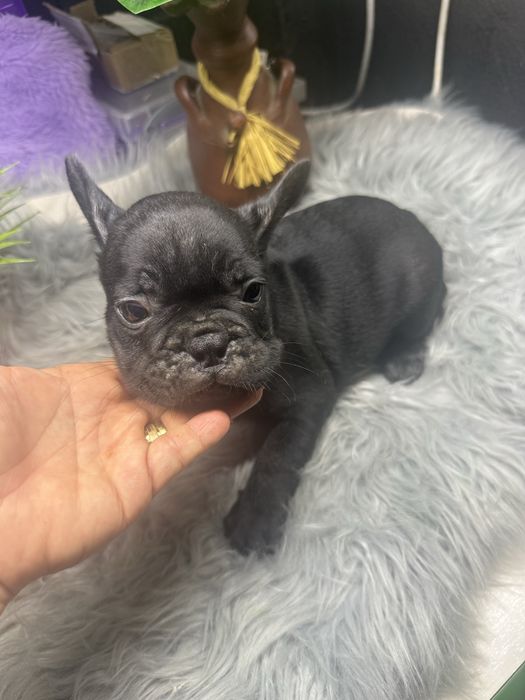 “MENINO”Buldogue Frances “Blue Sólido”