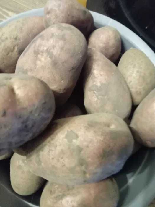 Велика картопля - біла і сорт Роко