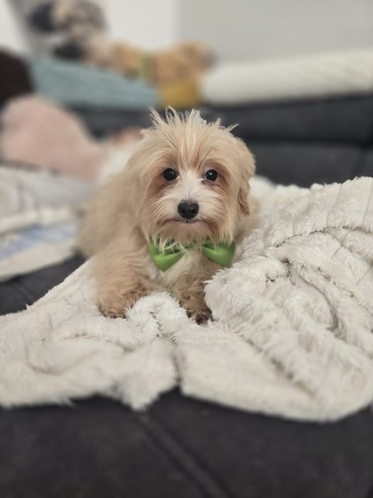 Maltipoo f1 piesek