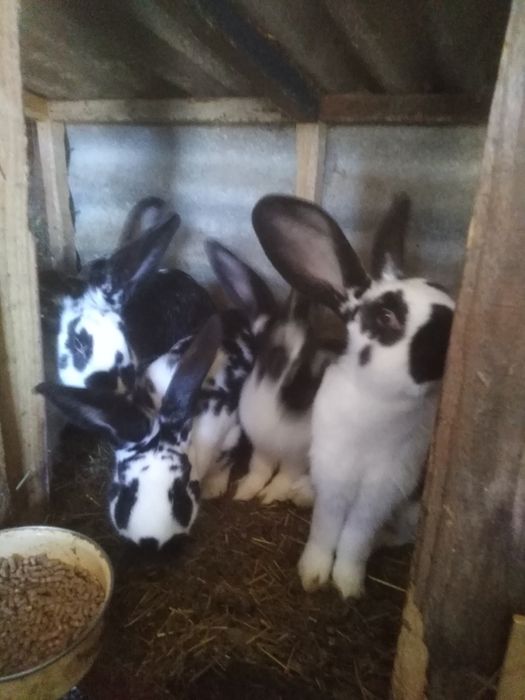 Продам кроликів, порода строкач і каліфорнієць.